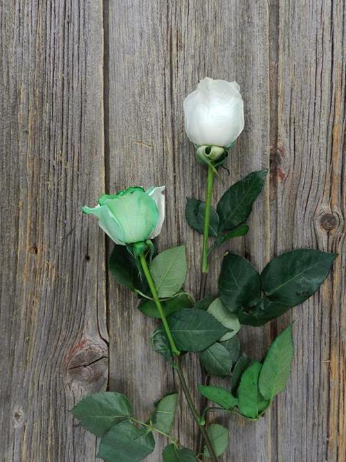 GREEN & WHITE  TINTED COLOR ROSE